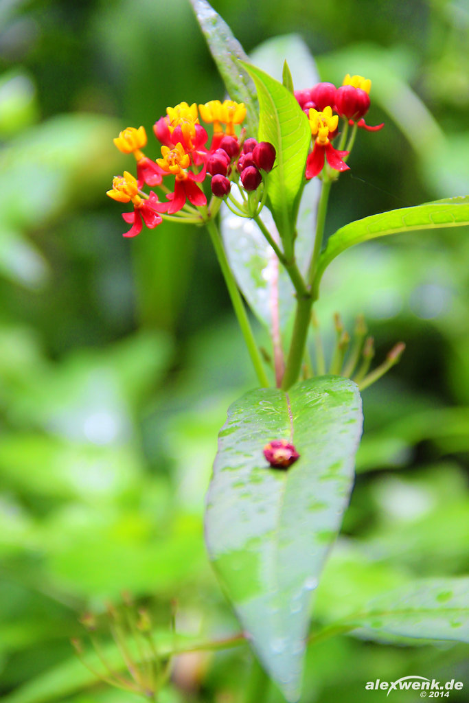 Indianer-Seidenpflanze (Asclepias curassavica)